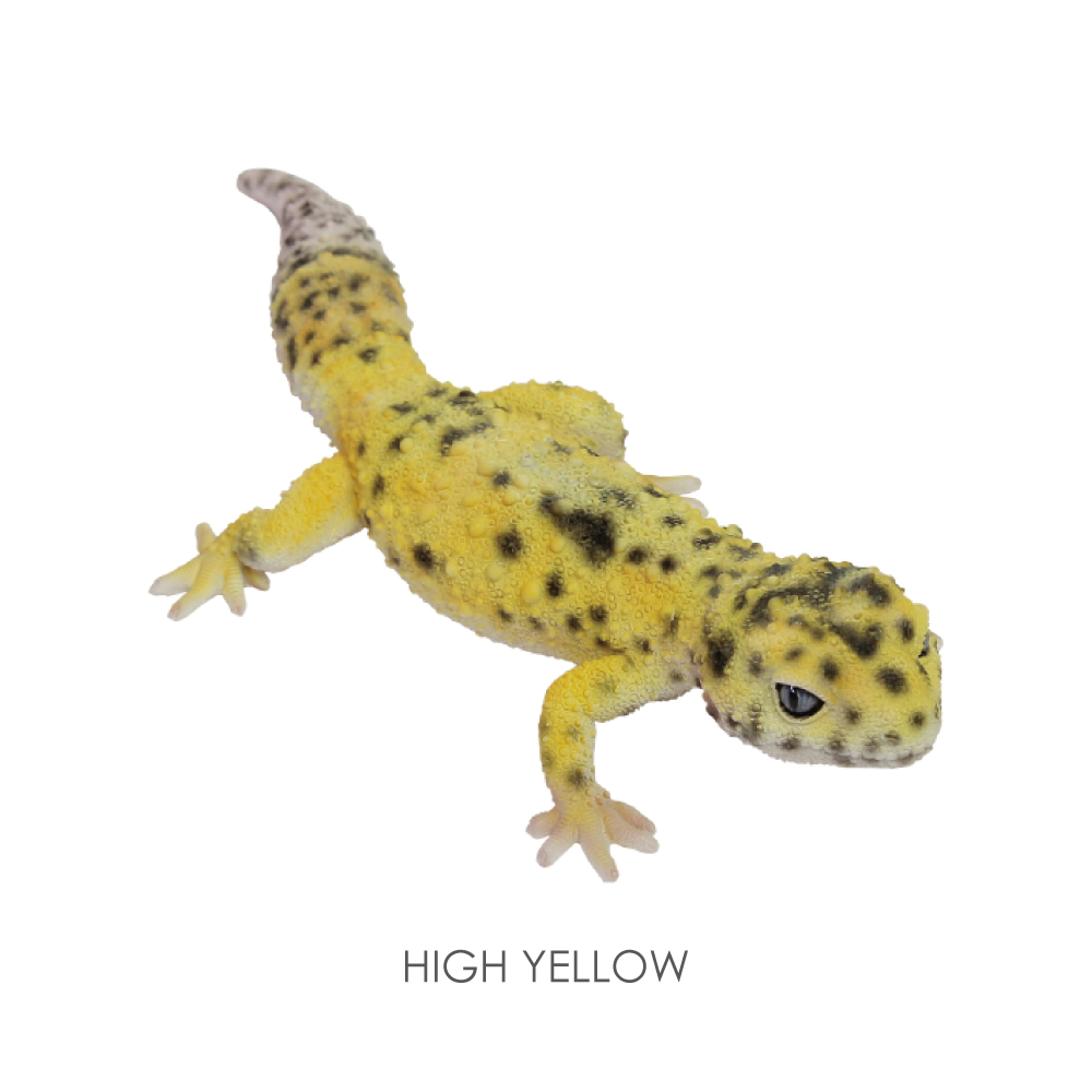 REPTILES MAG】 LEOPARD GECKO | magnet Inc.